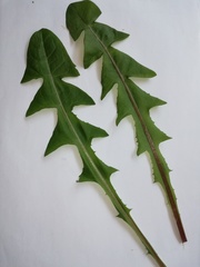Taraxacum pseudohamatum