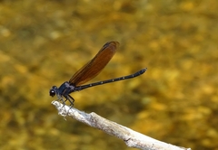 Dysphaea ethela