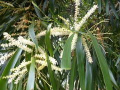 Acacia maidenii