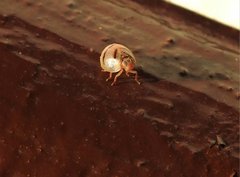 Hemisphaerius signifer