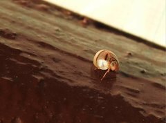 Hemisphaerius signifer