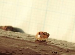 Hemisphaerius signifer