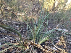 Lomandra multiflora dura
