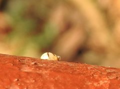 Hemisphaerius signifer