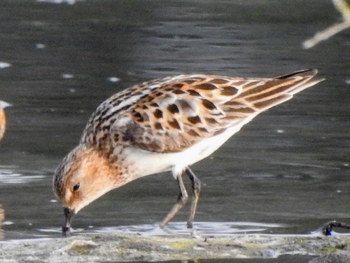 iNaturalist image