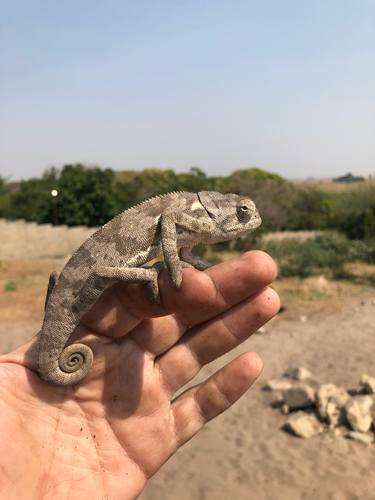 Flap-necked Chameleon