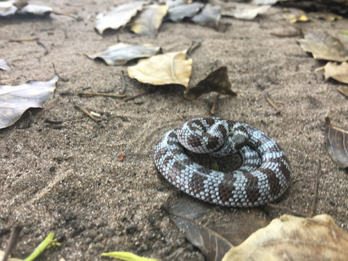 Photo of a Cape Wolf Snake (multimaculatum) (Lycophidion multimaculatum)