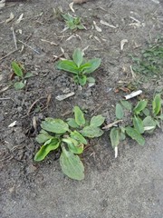 Plantago major