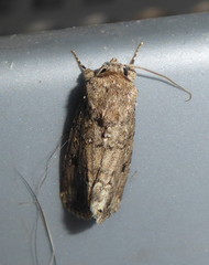 Spodoptera triturata
