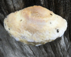 Truncospora ochroleuca