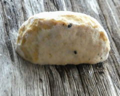 Truncospora ochroleuca