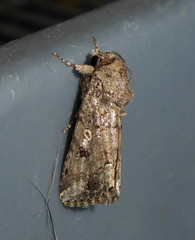 Spodoptera triturata