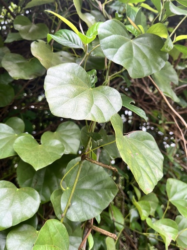 Diploclisia glaucescens observed 2026-07-18