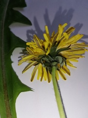 Taraxacum pseudohamatum