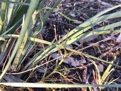 Lomandra multiflora dura