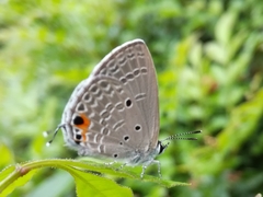Luthrodes pandava peripatria