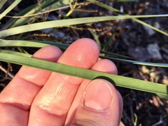 Lomandra multiflora dura