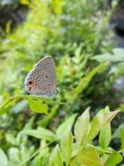 Luthrodes pandava peripatria