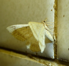 Chiasmia inconspicua