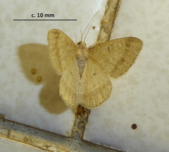 Chiasmia inconspicua