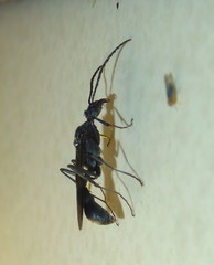 Platythyrea lamellosa