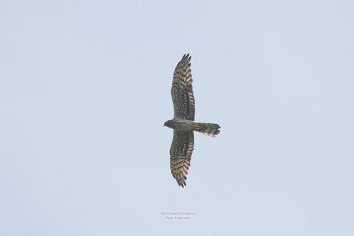 iNaturalist image