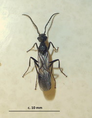 Platythyrea lamellosa