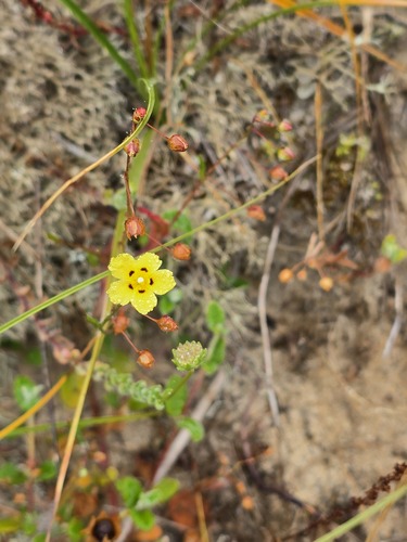 Tuberaria guttata, photograph 5