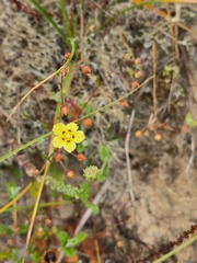 Tuberaria guttata, photograph (c) Michael Bakker Paiva, some rights reserved (CC BY)