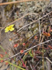Tuberaria guttata, photograph (c) Michael Bakker Paiva, some rights reserved (CC BY)