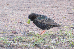 Sturnus vulgaris