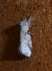 Leptolepida varians