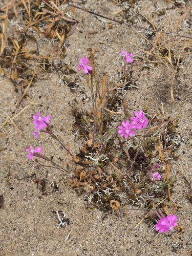 Silene scabriflora, photograph 1