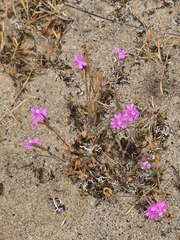 Silene scabriflora