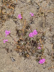 Silene scabriflora, photograph (c) Michael Bakker Paiva, some rights reserved (CC BY)