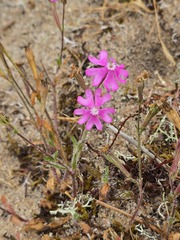 Silene scabriflora, photograph (c) Michael Bakker Paiva, some rights reserved (CC BY)