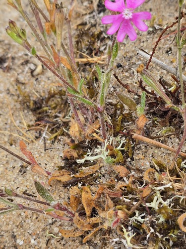 Silene scabriflora, photograph 4