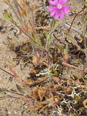 Silene scabriflora, photograph (c) Michael Bakker Paiva, some rights reserved (CC BY)