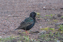 Sturnus vulgaris