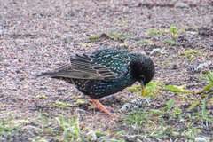 Sturnus vulgaris