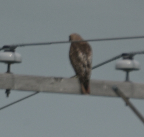 Red-tailed Hawk