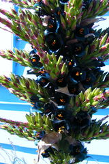 Puya alpestris alpestris