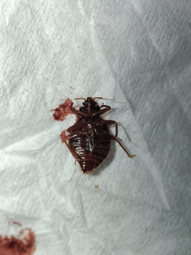 Tropical bed bug