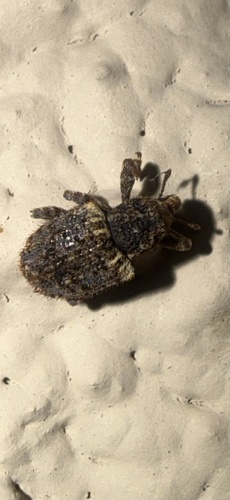 Cactus Weevils