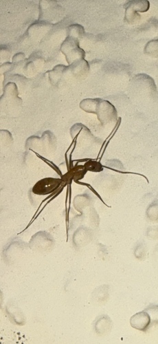 Festinatus-group Carpenter Ants