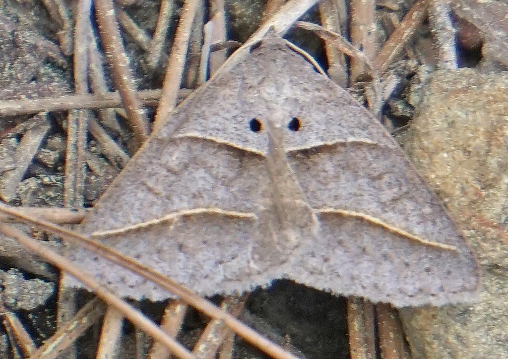 Common Ptichodis Moth