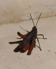 Omocestus rufipes