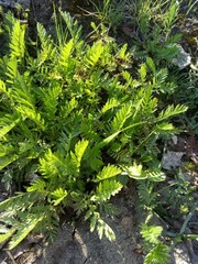 Tanacetum vulgare