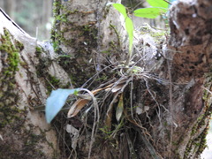 Dendrobium tetragonum