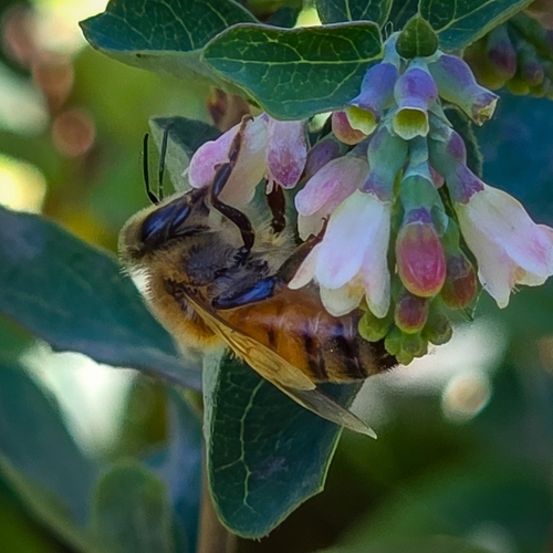 iNaturalist observation photo of Western Honey Bee